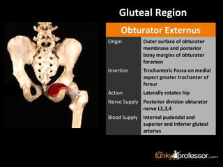 Gluteal Region
Obturator Externus
Origin Outer surface of obturator
membrane and posterior
bony margins of obturator
foramen
Insertion Trochanteric Fossa on medial
aspect greater trochanter of
femur
Action Laterally rotates hip
Nerve Supply Posterior division obturator
nerve L2,3,4
Blood Supply Internal pudendal and
superior and inferior gluteal
arteries
 