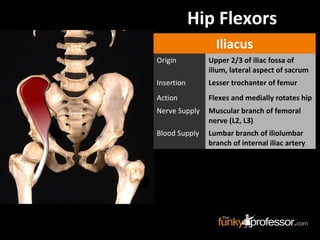 Hip Flexors
Iliacus
Origin Upper 2/3 of iliac fossa of
ilium, lateral aspect of sacrum
Insertion Lesser trochanter of femur
Action Flexes and medially rotates hip
Nerve Supply Muscular branch of femoral
nerve (L2, L3)
Blood Supply Lumbar branch of iliolumbar
branch of internal iliac artery
 