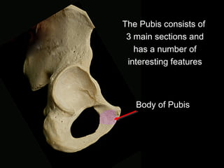 The Pubis consists of
3 main sections and
has a number of
interesting features
Body of Pubis
 