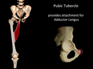 Pubic Tubercle
provides attachment for
Adductor Longus
 