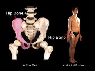 Hip Bone
Anterior View Anatomical Position
Hip Bone
 