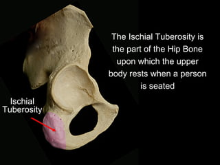 Ischial
Tuberosity
The Ischial Tuberosity is
the part of the Hip Bone
upon which the upper
body rests when a person
is seated
 
