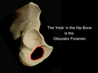 The ‘Hole’ in the Hip Bone
is the
Obturator Foramen
 
