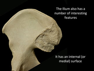 It has an internal (or
medial) surface
The Ilium also has a
number of interesting
features
 
