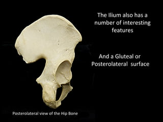 Posterolateral view of the Hip Bone
And a Gluteal or
Posterolateral surface
The Ilium also has a
number of interesting
features
 