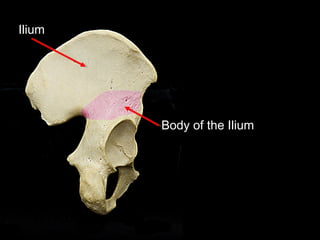 Ilium
Body of the Ilium
 