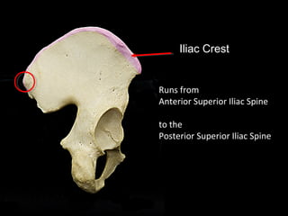 Iliac Crest
Runs from
Anterior Superior Iliac Spine
to the
Posterior Superior Iliac Spine
 