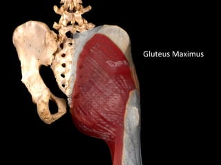 Gluteus Maximus
 