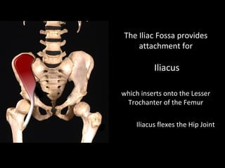 The Iliac Fossa provides
attachment for
Iliacus
which inserts onto the Lesser
Trochanter of the Femur
Iliacus flexes the Hip Joint
 