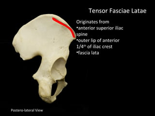 Postero-lateral View
Tensor Fasciae Latae
Originates from
•anterior superior iliac
spine
•outer lip of anterior
1/4th
of iliac crest
•fascia lata
 