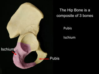 Pubis
Ischium
The Hip Bone is a
composite of 3 bones
Pubis
Ischium
 