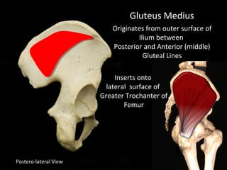 Postero-lateral View
Gluteus Medius
Inserts onto
lateral surface of
Greater Trochanter of
Femur
Originates from outer surface of
Ilium between
Posterior and Anterior (middle)
Gluteal Lines
 