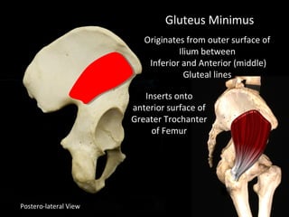 Postero-lateral View
Gluteus Minimus
Inserts onto
anterior surface of
Greater Trochanter
of Femur
Originates from outer surface of
Ilium between
Inferior and Anterior (middle)
Gluteal lines
 