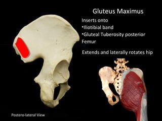Postero-lateral View
Gluteus Maximus
Inserts onto
•Iliotibial band
•Gluteal Tuberosity posterior
Femur
Extends and laterally rotates hip
 
