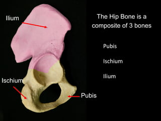 Pubis
Ischium
Ilium The Hip Bone is a
composite of 3 bones
Pubis
Ischium
Ilium
 