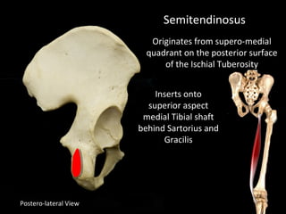 Postero-lateral View
Semitendinosus
Originates from supero-medial
quadrant on the posterior surface
of the Ischial Tuberosity
Inserts onto
superior aspect
medial Tibial shaft
behind Sartorius and
Gracilis
 