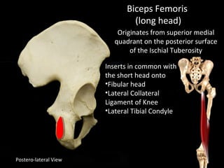Postero-lateral View
Originates from superior medial
quadrant on the posterior surface
of the Ischial Tuberosity
Inserts in common with
the short head onto
•Fibular head
•Lateral Collateral
Ligament of Knee
•Lateral Tibial Condyle
Biceps Femoris
(long head)
 