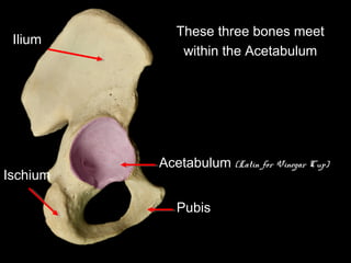 These three bones meet
within the Acetabulum
Acetabulum (Latin for Vinegar Cup)
Pubis
Ischium
Ilium
 