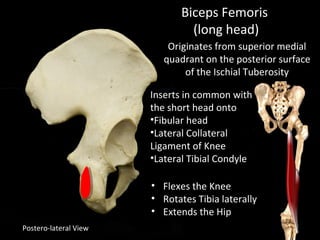 Postero-lateral View
Biceps Femoris
(long head)
Originates from superior medial
quadrant on the posterior surface
of the Ischial Tuberosity
Inserts in common with
the short head onto
•Fibular head
•Lateral Collateral
Ligament of Knee
•Lateral Tibial Condyle
• Flexes the Knee
• Rotates Tibia laterally
• Extends the Hip
 