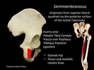 Postero-lateral View
Semimembranosus
Originates from superior lateral
quadrant on the posterior surface
of the Ischial Tuberosity
• Extends Hip
• Flexes and medially
rotates Knee
Inserts onto
•Medial Tibial Condyle
•Fascia over Popliteus
•Oblique Popliteal
Ligament
 