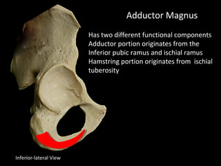 Adductor Magnus
Has two different functional components
Adductor portion originates from the
Inferior pubic ramus and ischial ramus
Hamstring portion originates from ischial
tuberosity
Inferior-lateral View
 