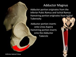 Adductor Magnus
Adductor portion originates from the
Inferior Pubic Ramus and Ischial Ramus
Hamstring portion originates from Ischial
Tuberosity
Adductor portion inserts
onto Linea Aspera
Hamstring portion inserts
onto the Adductor
Tubercle
Inferior-lateral View
 