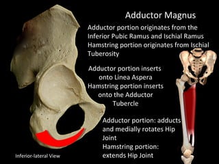 Adductor Magnus
Adductor portion originates from the
Inferior Pubic Ramus and Ischial Ramus
Hamstring portion originates from Ischial
Tuberosity
Adductor portion inserts
onto Linea Aspera
Hamstring portion inserts
onto the Adductor
Tubercle
Adductor portion: adducts
and medially rotates Hip
Joint
Hamstring portion:
extends Hip JointInferior-lateral View
 