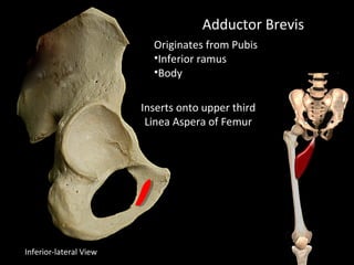 Adductor Brevis
Originates from Pubis
•Inferior ramus
•Body
Inserts onto upper third
Linea Aspera of Femur
Inferior-lateral View
 