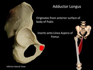 Adductor Longus
Originates from anterior surface of
body of Pubis
Inserts onto Linea Aspera of
Femur
Inferior-lateral View
 