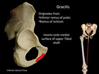 Gracilis
Originates from
•Inferior ramus of pubis
•Ramus of ischium
Inserts onto medial
surface of upper Tibial
shaft
Inferior-lateral View
 