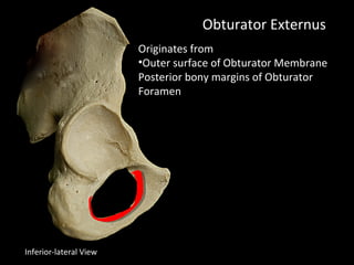 Obturator Externus
Originates from
•Outer surface of Obturator Membrane
Posterior bony margins of Obturator
Foramen
Inferior-lateral View
 