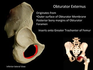 Obturator Externus
Originates from
•Outer surface of Obturator Membrane
Posterior bony margins of Obturator
Foramen
Inserts onto Greater Trochanter of Femur
Inferior-lateral View
 