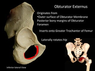 Obturator Externus
Originates from
•Outer surface of Obturator Membrane
Posterior bony margins of Obturator
Foramen
Inserts onto Greater Trochanter of Femur
Laterally rotates hip
Inferior-lateral View
 