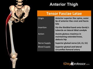 Tensor Fasciae Latae
Origin Anterior superior iliac spine, outer
lip of anterior iliac crest and fascia
lata
Insertion Via the Iliotibial band onto Gerdy’s
tubercle on lateral tibial condyle
Action Assists gluteus maximus in
maintaining extended knee,
abducts hip
Nerve Supply Superior gluteal nerve (L4, L5, S1)
Blood Supply Superior gluteal and lateral
circumflex femoral artery
Anterior Thigh
 