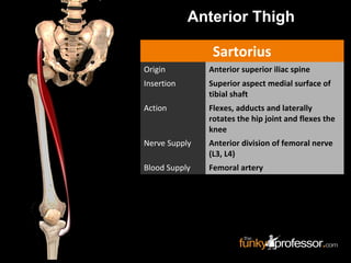 Sartorius
Origin Anterior superior iliac spine
Insertion Superior aspect medial surface of
tibial shaft
Action Flexes, adducts and laterally
rotates the hip joint and flexes the
knee
Nerve Supply Anterior division of femoral nerve
(L3, L4)
Blood Supply Femoral artery
Anterior Thigh
 