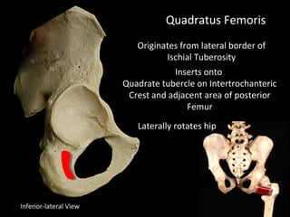 Quadrate Tubercle