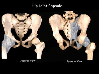 Anterior View Posterior View
Hip Joint Capsule
 