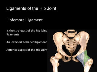 Ligaments of the Hip Joint
Iliofemoral Ligament
Is the strongest of the hip joint
ligaments
An inverted Y-shaped ligament
Anterior aspect of the Hip Joint
 