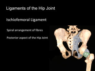 Ligaments of the Hip Joint
Ischiofemoral Ligament
Spiral arrangement of fibres
Posterior aspect of the Hip Joint
 