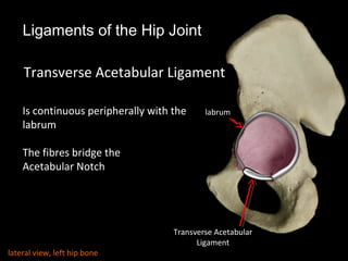 Ligaments of the Hip Joint
Transverse Acetabular Ligament
Is continuous peripherally with the
labrum
The fibres bridge the
Acetabular Notch
labrum
Transverse Acetabular
Ligament
lateral view, left hip bone
 