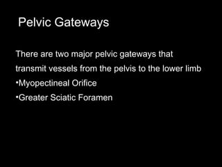 Pelvic Gateways
There are two major pelvic gateways that
transmit vessels from the pelvis to the lower limb
•Myopectineal Orifice
•Greater Sciatic Foramen
 