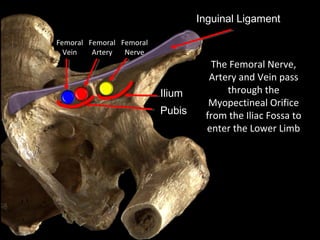 Pubis
The Femoral Nerve,
Artery and Vein pass
through the
Myopectineal Orifice
from the Iliac Fossa to
enter the Lower Limb
Inguinal Ligament
Ilium
Femoral
Nerve
Femoral
Vein
Femoral
Artery
 