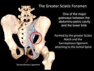 One of the major
gateways between the
abdomino-pelvic cavity
and the lower limb
The Greater Sciatic Foramen
Formed by the greater Sciatic
Notch and the
Sacrospinous ligament
attaching to the Ischial Spine
Sacrotuberous Ligament
 