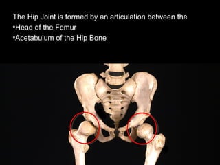The Hip Joint is formed by an articulation between the
•Head of the Femur
•Acetabulum of the Hip Bone
 