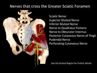 Sciatic Nerve
Superior Gluteal Nerve
Inferior Gluteal Nerve
Nerve to Quadratus Femoris
Nerve to Obturator Internus
Posterior Cutaneous Nerve of Thigh
Pudendal Nerve
Perforating Cutaneous Nerve
Nerves that cross the Greater Sciatic Foramen
See the Gluteal Region for further details
 