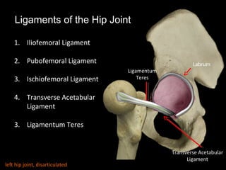 Transverse Hip Rotation Transverse Ligament Hip