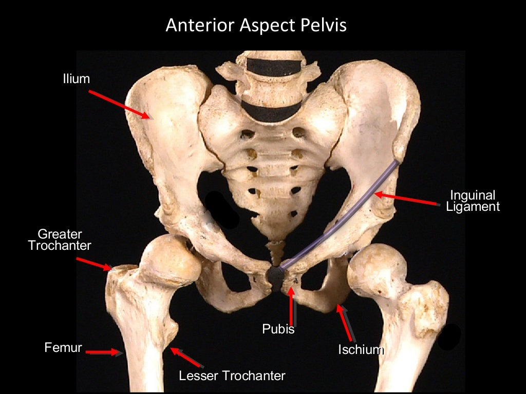 Slideshow Hip Joint and Pelvic Gateways