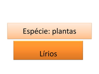 Espécie: plantas
Lírios
 