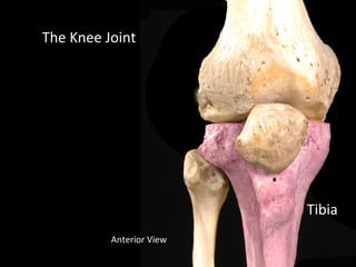 Slideshow: Knee Joint | PPT