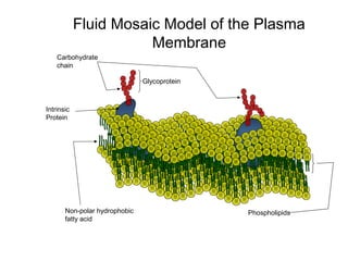 Plasma membrane